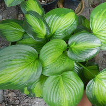 Load image into Gallery viewer, Hosta Guacamole
