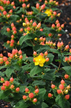 Load image into Gallery viewer, Hypericum Pumpkin
