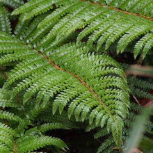 Load image into Gallery viewer, Tassel Fern
