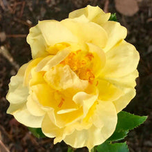 Load image into Gallery viewer, Sunny Knock Out Rose Bushes
