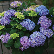 Load image into Gallery viewer, Let&#39;s Dance Rhythmic Blue Hydrangea Shrubs

