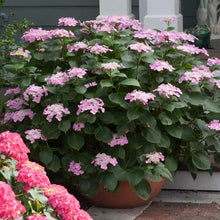 Load image into Gallery viewer, Let&#39;s Dance Starlight Bigleaf Hydrangea
