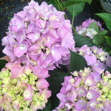 Load image into Gallery viewer, Let&#39;s Dance Moonlight Hydrangea Shrubs
