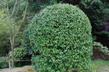 Load image into Gallery viewer, Magnolia Banana Shrubs
