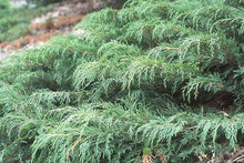 Load image into Gallery viewer, Russian Cypress Shrubs
