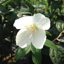 Load image into Gallery viewer, Mock Orange Snowbelle Shrubs

