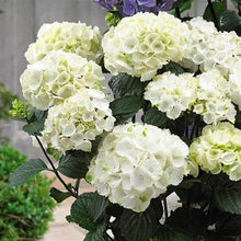 Load image into Gallery viewer, Onyx Zebra Mophead Hydrangea Shrubs
