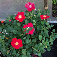 Load image into Gallery viewer, Oso Easy Cherry Pie Rose Bushes
