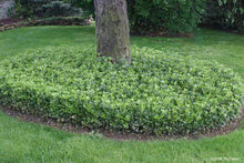 Load image into Gallery viewer, Pachysandra
