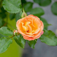 Load image into Gallery viewer, Peach Drift Rose Bushes
