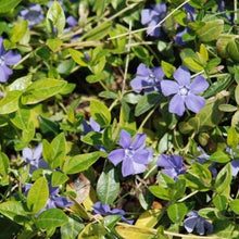 Load image into Gallery viewer, Periwinkle Plants
