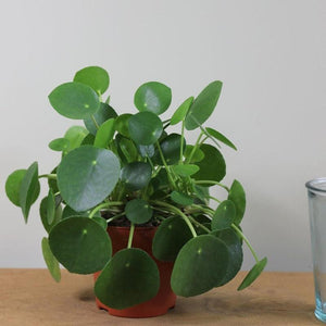 Chinese Money Plants Pilea peperomoides