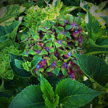 Load image into Gallery viewer, Pistachio Hydrangea Shrubs
