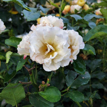 Load image into Gallery viewer, Popcorn Drift Rose Bushes

