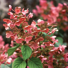 Load image into Gallery viewer, Hydrangea Quick Fire Shrubs
