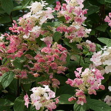 Load image into Gallery viewer, Little Quick Fire Hydrangea Shrubs
