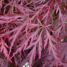 Load image into Gallery viewer, Red Dragon Japanese Maple
