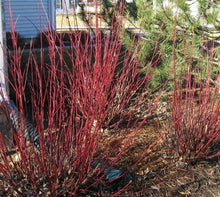 Load image into Gallery viewer, Red Twig Dogwood Shrubs
