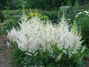 Astilbe Snowdrift Plants