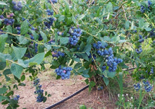 Load image into Gallery viewer, Premier Blueberry Bushes
