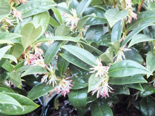 Load image into Gallery viewer, Sarcococca hookeriana Sweet Box Shrubs
