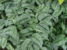 Load image into Gallery viewer, Silver Satin Pothos Plants
