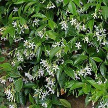 Load image into Gallery viewer, Madison Star Jasmine
