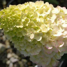 Load image into Gallery viewer, Hydrangea Strawberry Sundae Shrubs
