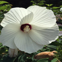 Load image into Gallery viewer, Swamp Hibiscus
