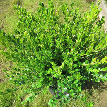 Load image into Gallery viewer, Wintergreen Boxwood Shrubs
