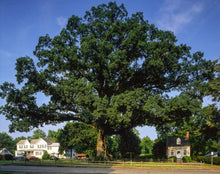 Load image into Gallery viewer, Wye River White Oak Tree
